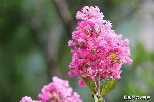 谁说花无 百日红 紫薇,从诗词里走出来