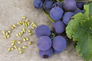 葡萄和提子的籽能吃吗,吃葡萄籽有好处吗,这些冷知识你知道多少