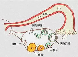 长大了却不排 你真是一个不正经的卵子