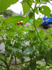 外出用餐,突遇滂沱大雨,观雨时,意外发现一株灯笼果 那