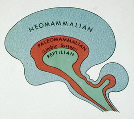 Neuralink与大脑的神奇未来 第二部分 大脑