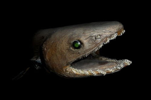 长着蛇头的史前海洋怪物,在3.5亿年前的海洋中惬意生活