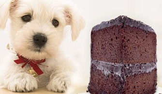 狗狗可以吃代可可脂巧克力酱吗 