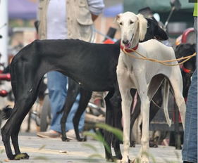 全球腿最长的狗狗排名榜,第一来自中国