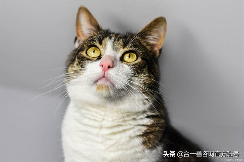 淘宝上卖的猫咪靠谱吗会不会不健康或者遇上骗子