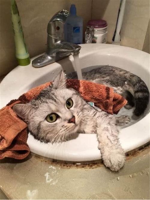 养猫10年,只给猫咪洗过一次澡 猫咪一生不洗澡可以吗