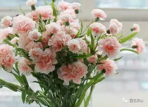 红海棠和康乃馨哪个好养？