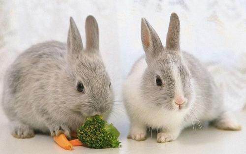 兔子的食物 