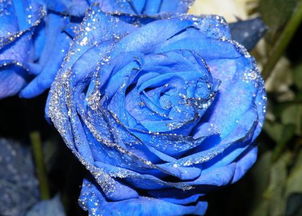 蓝色妖姬干花是真花还是假花