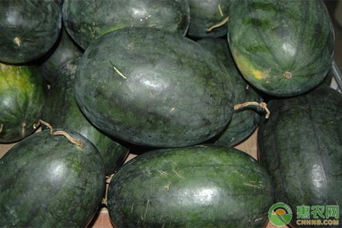黑美人西瓜的产地是哪里,黑美人和宁夏西瓜哪个好吃？