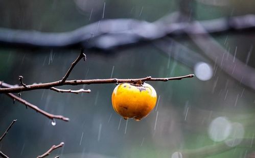 关于冬雨的诗句唯美