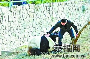 北京动物园熊猫伤人 肇事熊猫已有两次 前科 