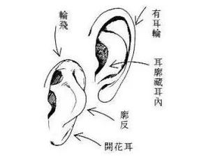 什么是 反骨耳 长有此耳的人命运怎样