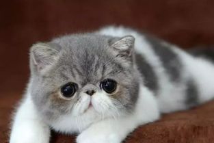 猫咪一只眼睛流眼泪是怎么回事 