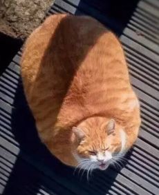 橘猫,就是巨猫给自己起的一个雅号 ,你知道橘猫为什么胖吗 