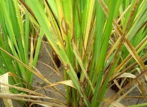 水稻纹枯病发生原因及防治方法,咪铜。氟环唑36度高温能打水稻吗