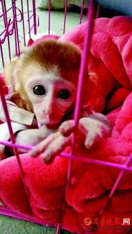 宠物店卖起袖珍石猴 私人买卖喂养猴子涉嫌违法 