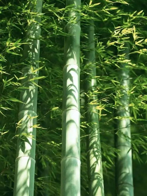 关于竹子幽静高雅意义的诗句