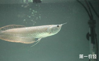 银龙鱼新鱼该怎么养 银龙鱼的饲养方法与饲料管理
