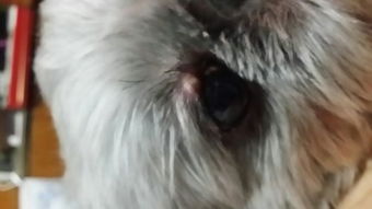 狗狗眼皮上长了个痘,怎么了呀 