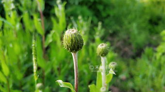 田边一种满身是刺的野菜,见到记得摘,营养高,错过4月只能除掉