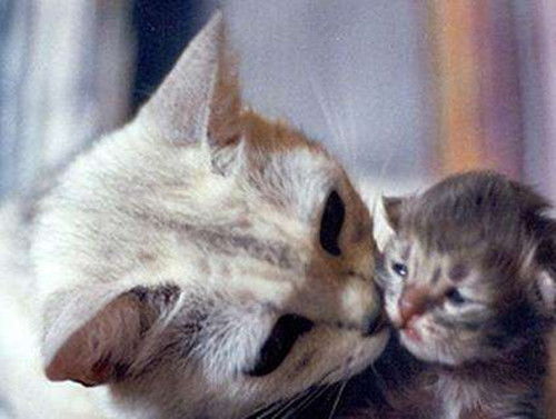 母猫鼻支生小猫怎么办,怀孕母猫得了猫鼻支怎么办 