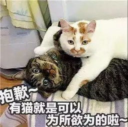 猫奴必看 宋代人是如何宠爱猫咪的