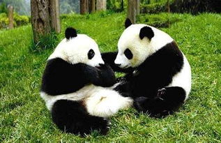 微博 熊猫守护者 如何守护 国宝 中的美人