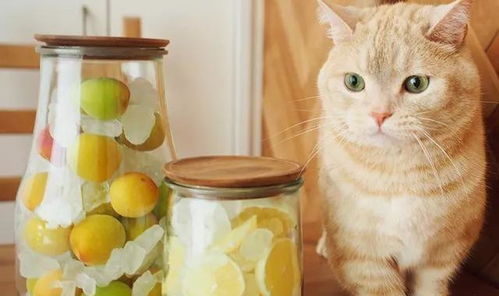 如何自制猫粮 简易自制猫粮配方及制作方法和自制猫粮可替换食材