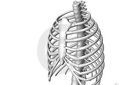 肋骨骨折图片 图片欣赏中心 急不急图文 Jpjww Com