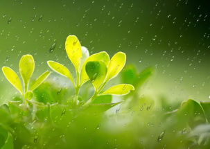 春雨润物细无声