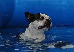 带狗狗游泳一定要知道的注意事项 短鼻犬游泳更要小心