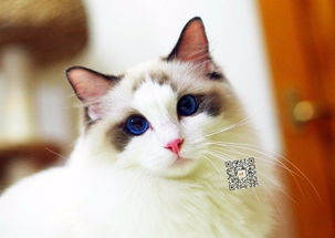 长沙出售纯种布偶猫猫自家繁殖,品质保证,健康纯种