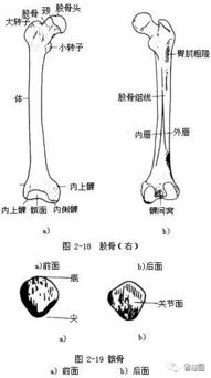 身体部位名称带图 搜狗图片搜索