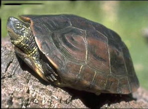 草龟中具备灵性的标志有哪些