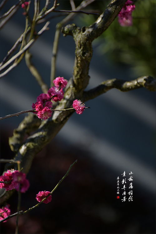 梅落繁枝千万片(岁寒三友)