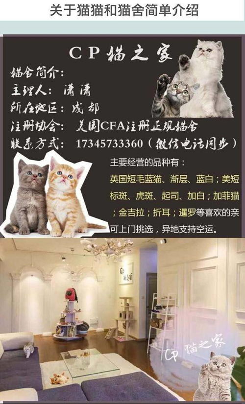 成都CP猫之家 成都本地口碑猫舍 告别云撸猫,英短美短随便吸