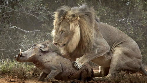 疣猪逃避狮子却不幸落水,狮子抓住疣猪想活吃,危险正渐渐逼近 