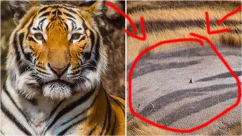 为什么老虎被称为百兽之王 把它的毛给剃光后,瞬间恍然大悟 