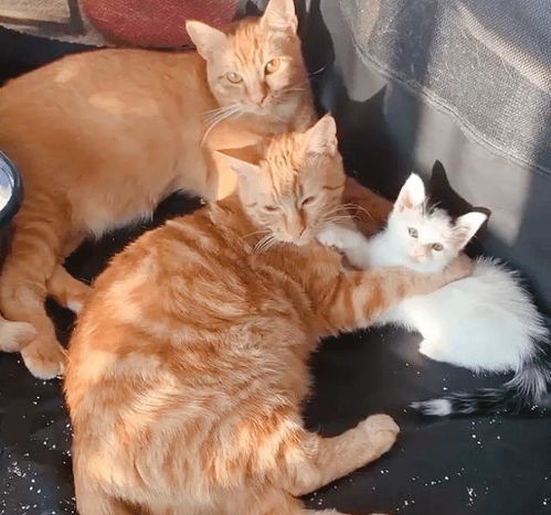 宠主已经养了两只橘猫,又再收养两只小猫,这是在打什么算盘