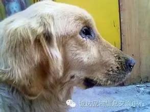 犬瘟病毒感染人吗会死吗（犬瘟病毒会传染人吗） 第1张