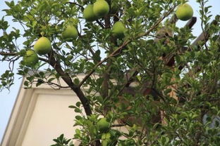 这是杭州西湖边上的树,结了很多像瓜一样的果实,看上去还不像是柚子,请问这是什么树 结的什么果