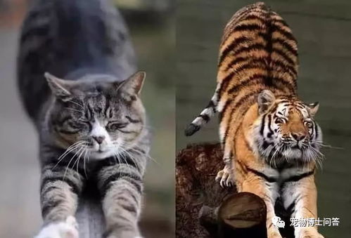 老虎也是猫科动物,那老虎看见了猫,会吃掉猫吗