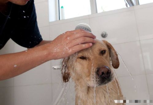 给狗狗用正确的方法洗澡,让它从此爱上洗澡,还能增加彼此感情