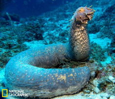 奇特大红海参体长达50厘米 可通过肛门进食 