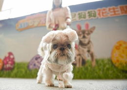 狗狗时装秀大赛在香港举行 