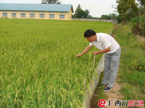 最近三天水稻价格