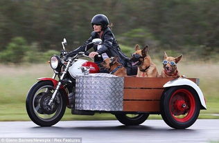 宠物狗戴墨镜坐摩托车兜风 