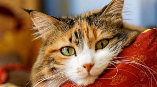 驱蚊类杀虫剂 蚊香等是否会导致猫咪中毒 