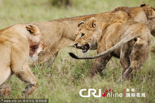 肯尼亚狮子战斗中展示后空翻绝技 